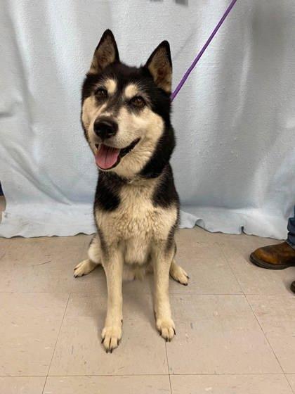 Denali, a Adoptable mixed breed in McCook, NE image 2/3