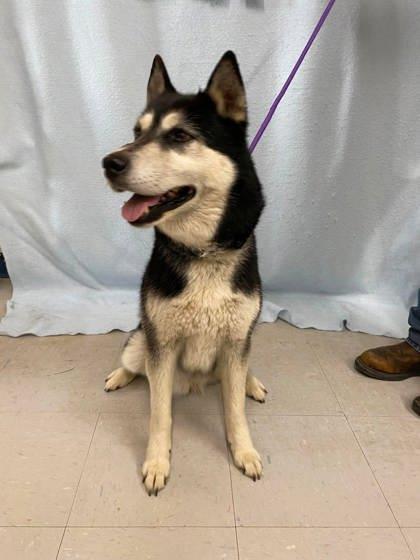 Denali, a Adoptable mixed breed in McCook, NE image 3/3