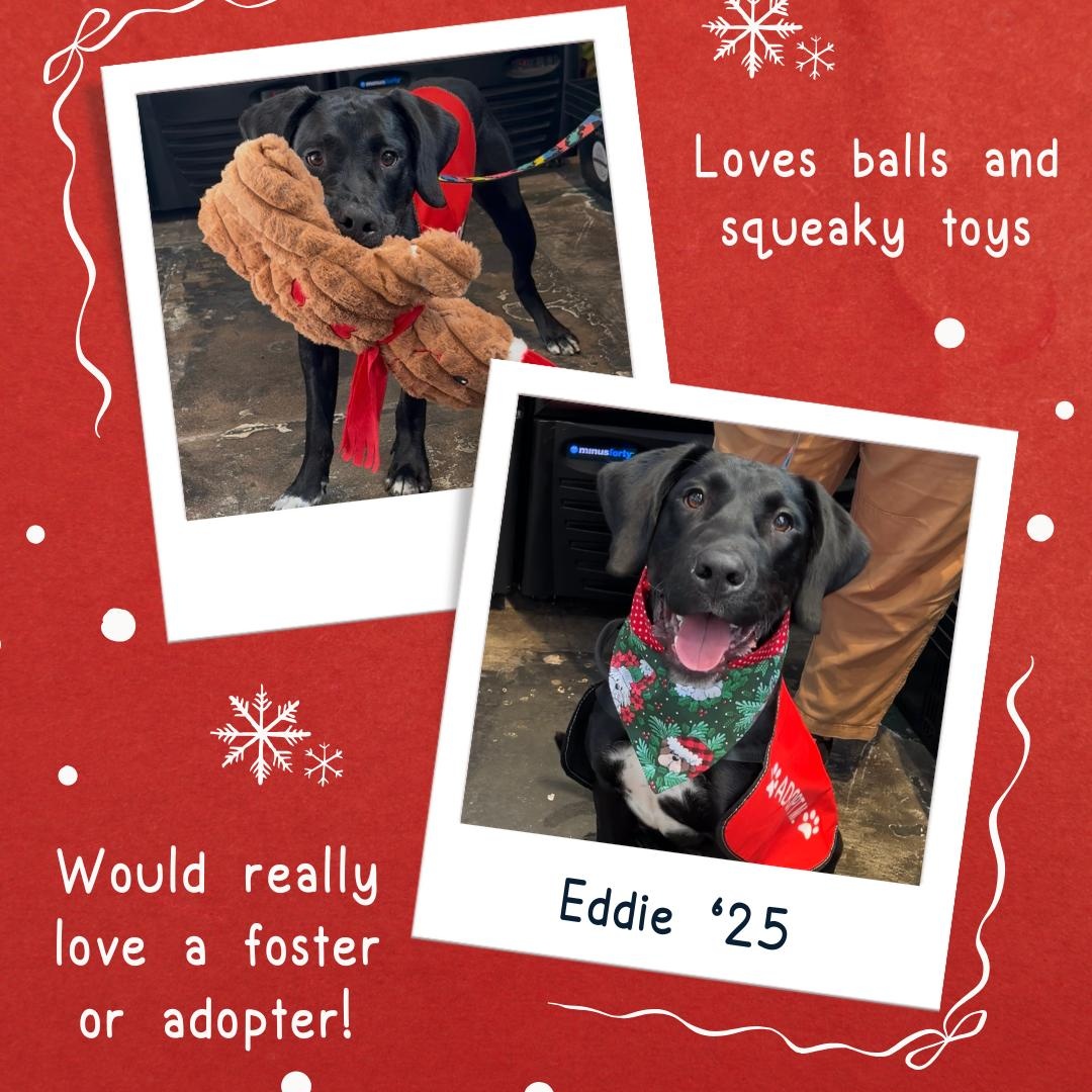 Enlarge EDDIE, a ADOPTABLE mixed breed in Ontario, CA image 4/4