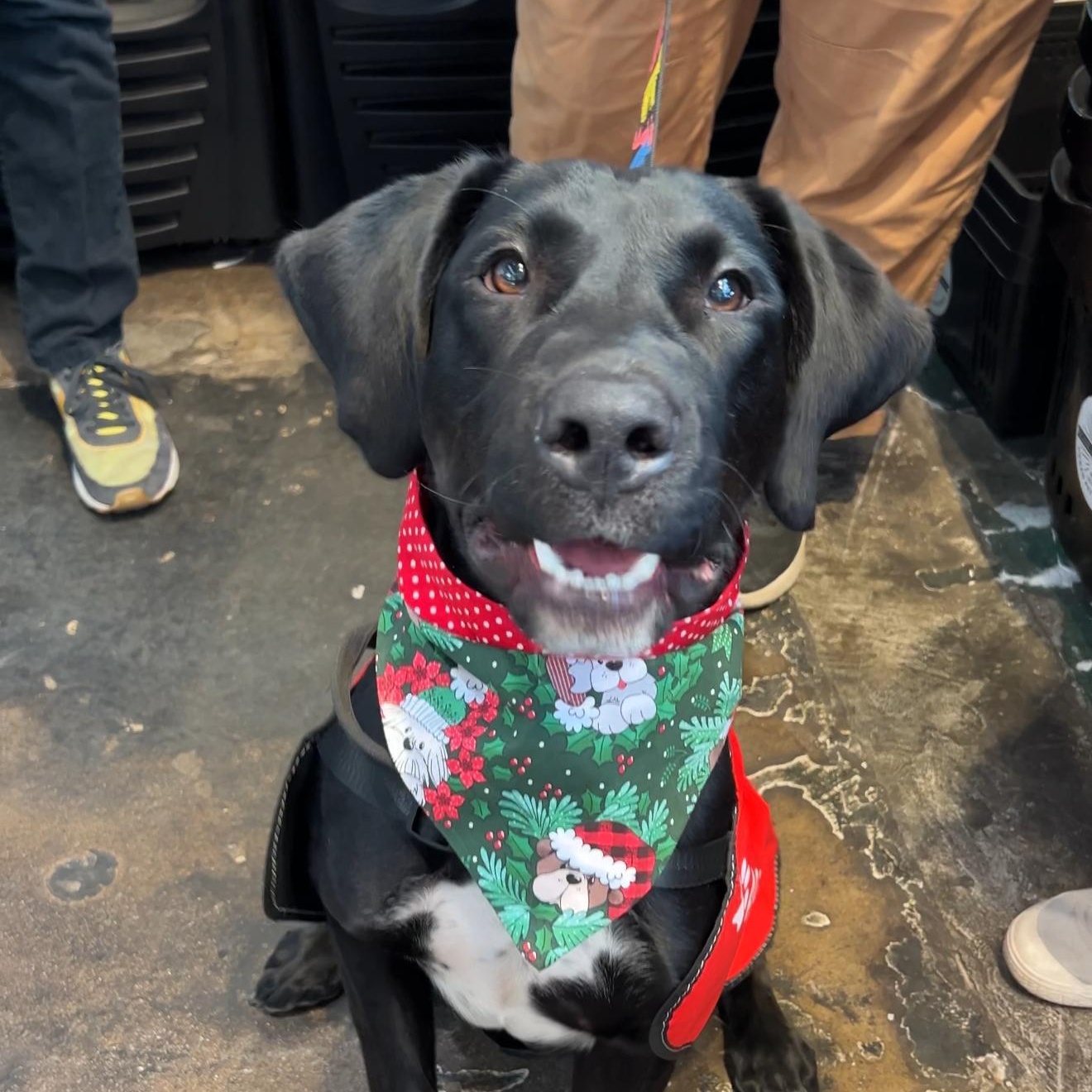 Enlarge EDDIE, a ADOPTABLE mixed breed in Ontario, CA image 3/4