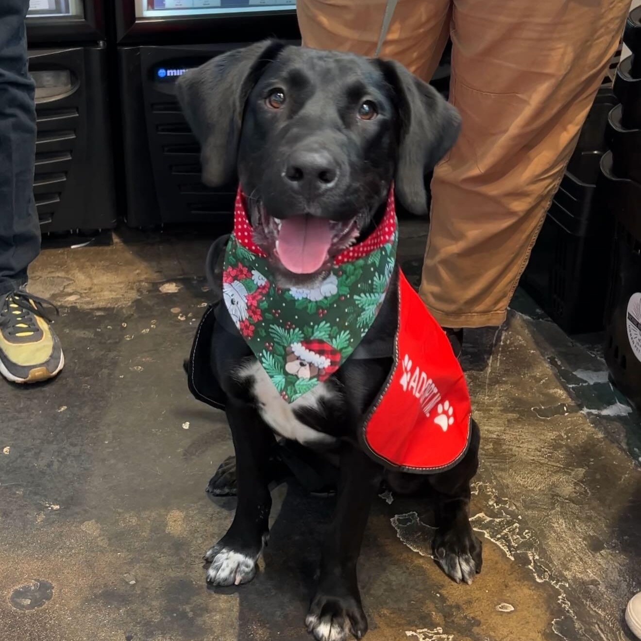 EDDIE, ADOPTABLE, Young Male Black Labrador Retriever.