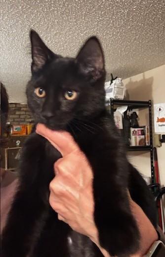 Jill, a Adoptable Domestic Short Hair in Hutchinson, MN image 3/3