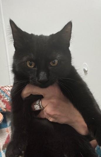 Jill, Adoptable, Young Female Domestic Short Hair.