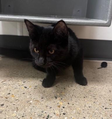 Jill, a Adoptable Domestic Short Hair in Hutchinson, MN image 2/3