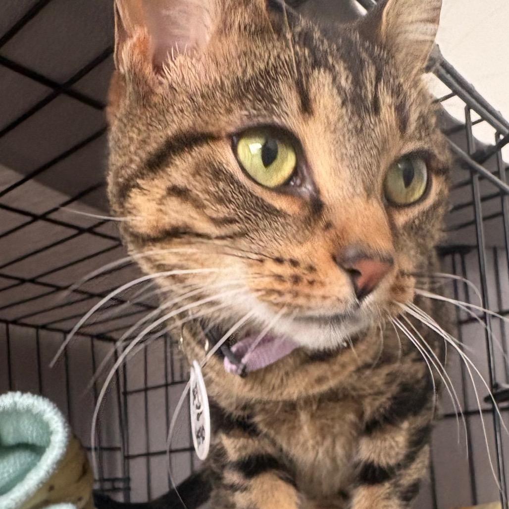 Enlarge Nina, a Adoptable Domestic Short Hair in Normal, IL image 1/6