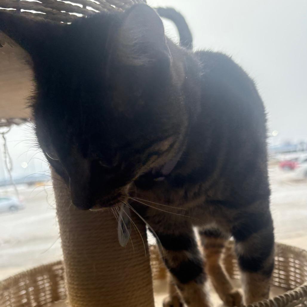 Enlarge Nina, a Adoptable Domestic Short Hair in Normal, IL image 2/6