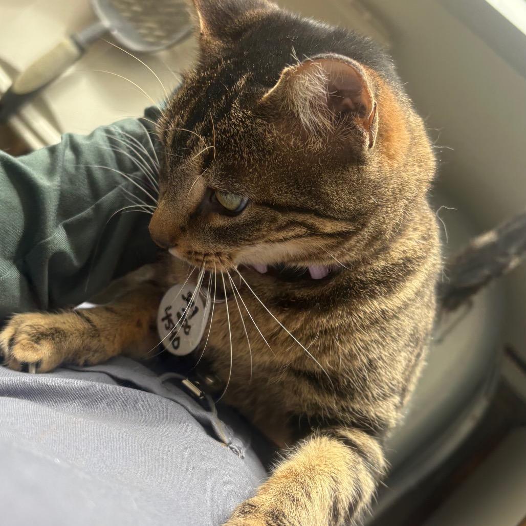 Enlarge Nina, a Adoptable Domestic Short Hair in Normal, IL image 3/6