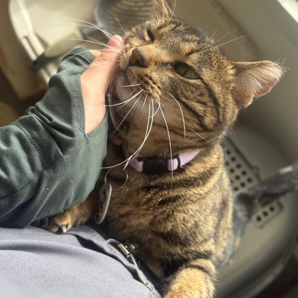 Enlarge Nina, a Adoptable Domestic Short Hair in Normal, IL image 4/6