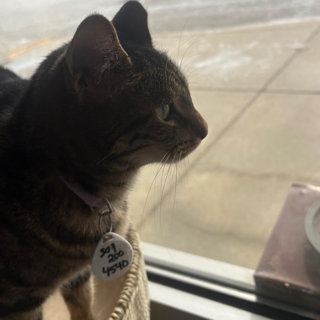 Enlarge Nina, a Adoptable Domestic Short Hair in Normal, IL image 5/6