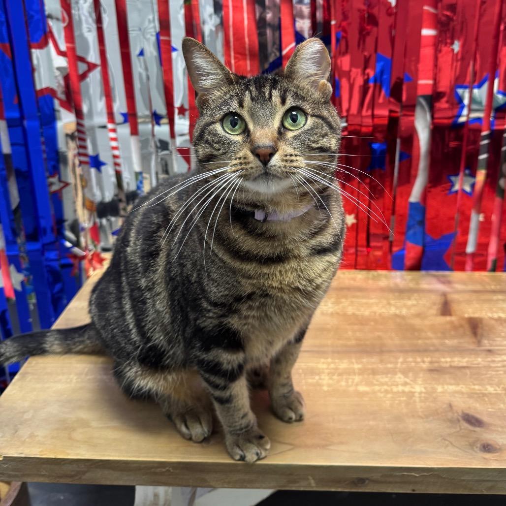 Nina, a Adoptable Domestic Short Hair in Normal, IL image 5/6