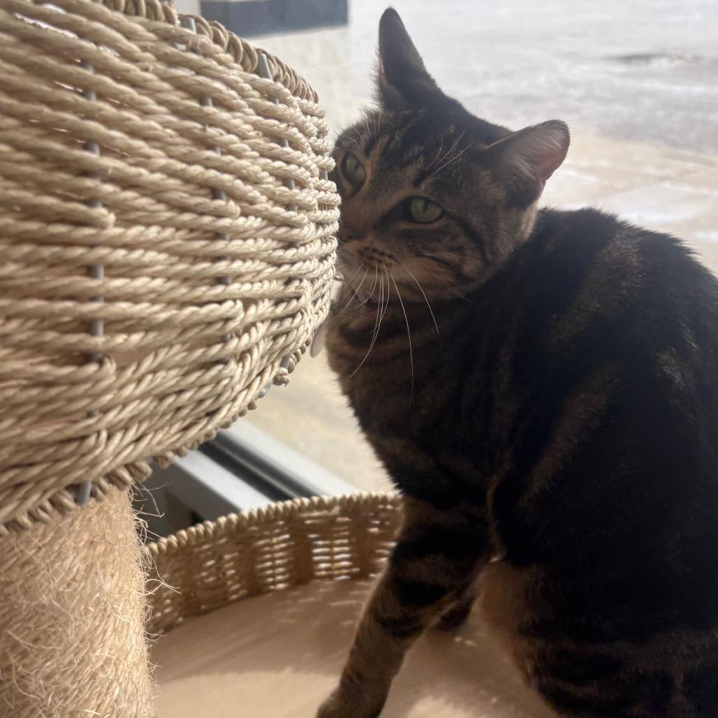 Enlarge Nina, a Adoptable Domestic Short Hair in Normal, IL image 6/6