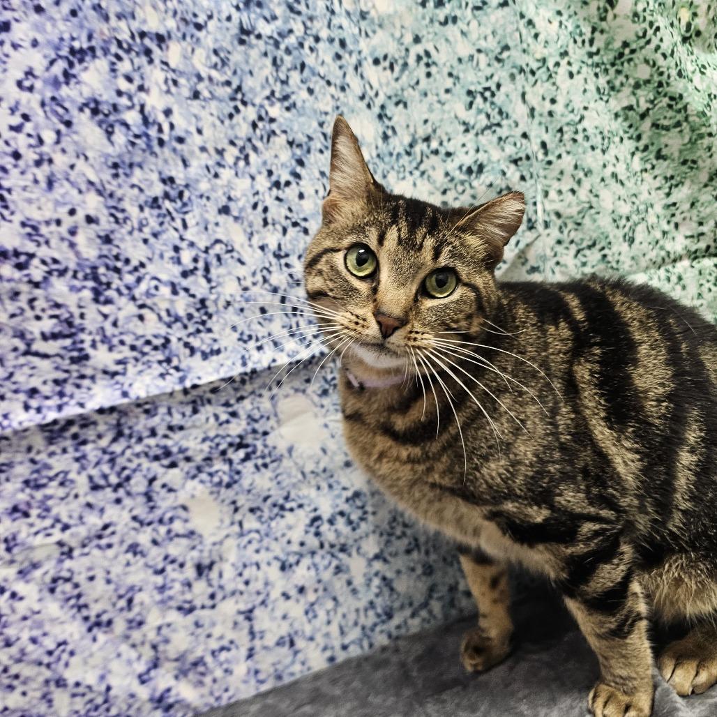 Nina, a Adoptable Domestic Short Hair in Normal, IL image 6/6