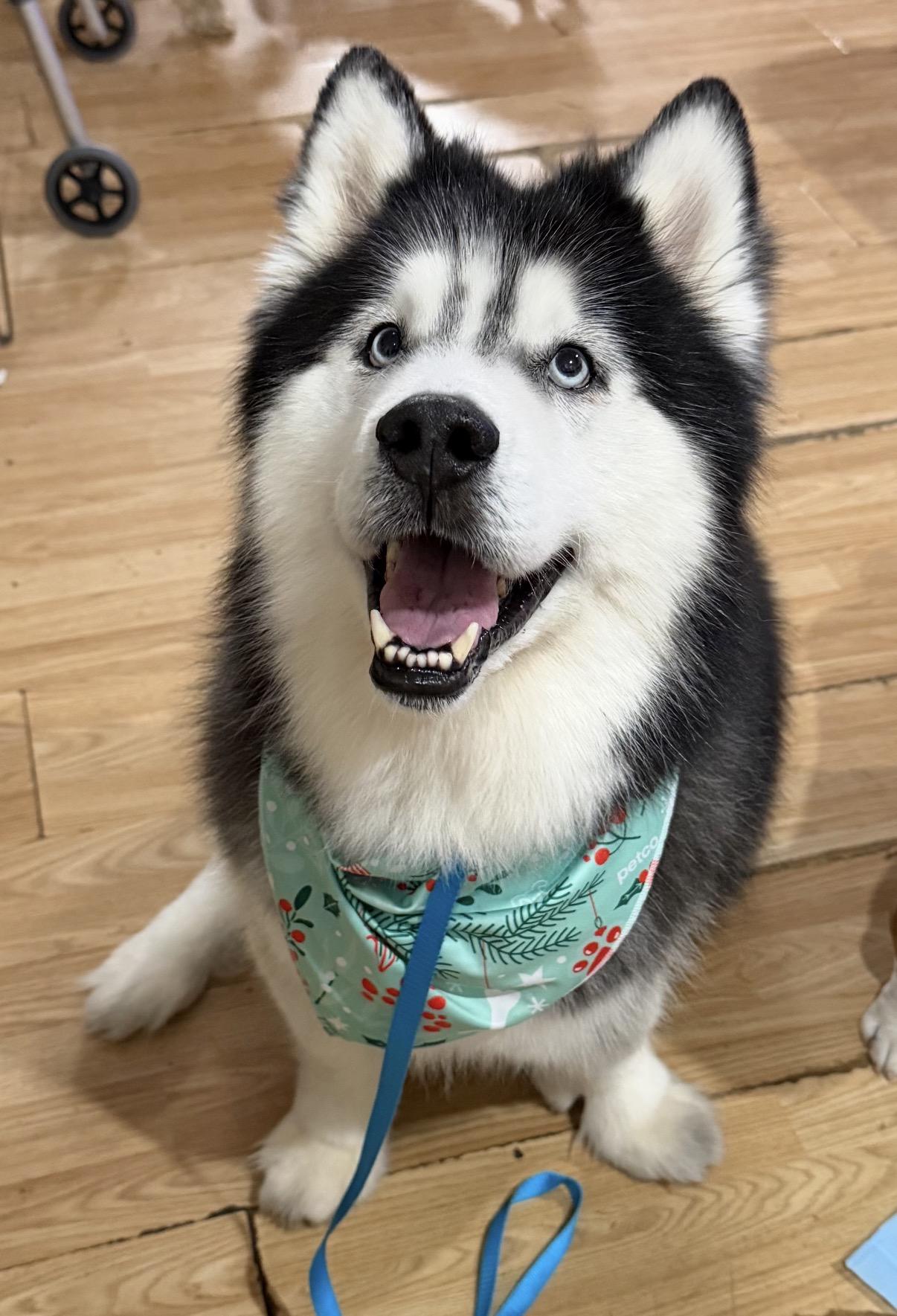 Wally, a ADOPTABLE mixed breed in Tarzana, CA image 4/4