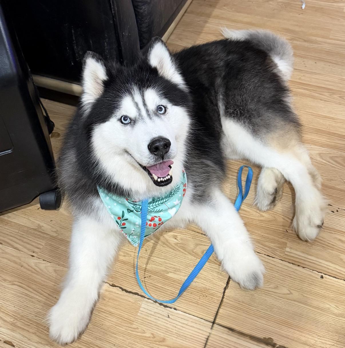 Wally, a ADOPTABLE mixed breed in Tarzana, CA image 2/4