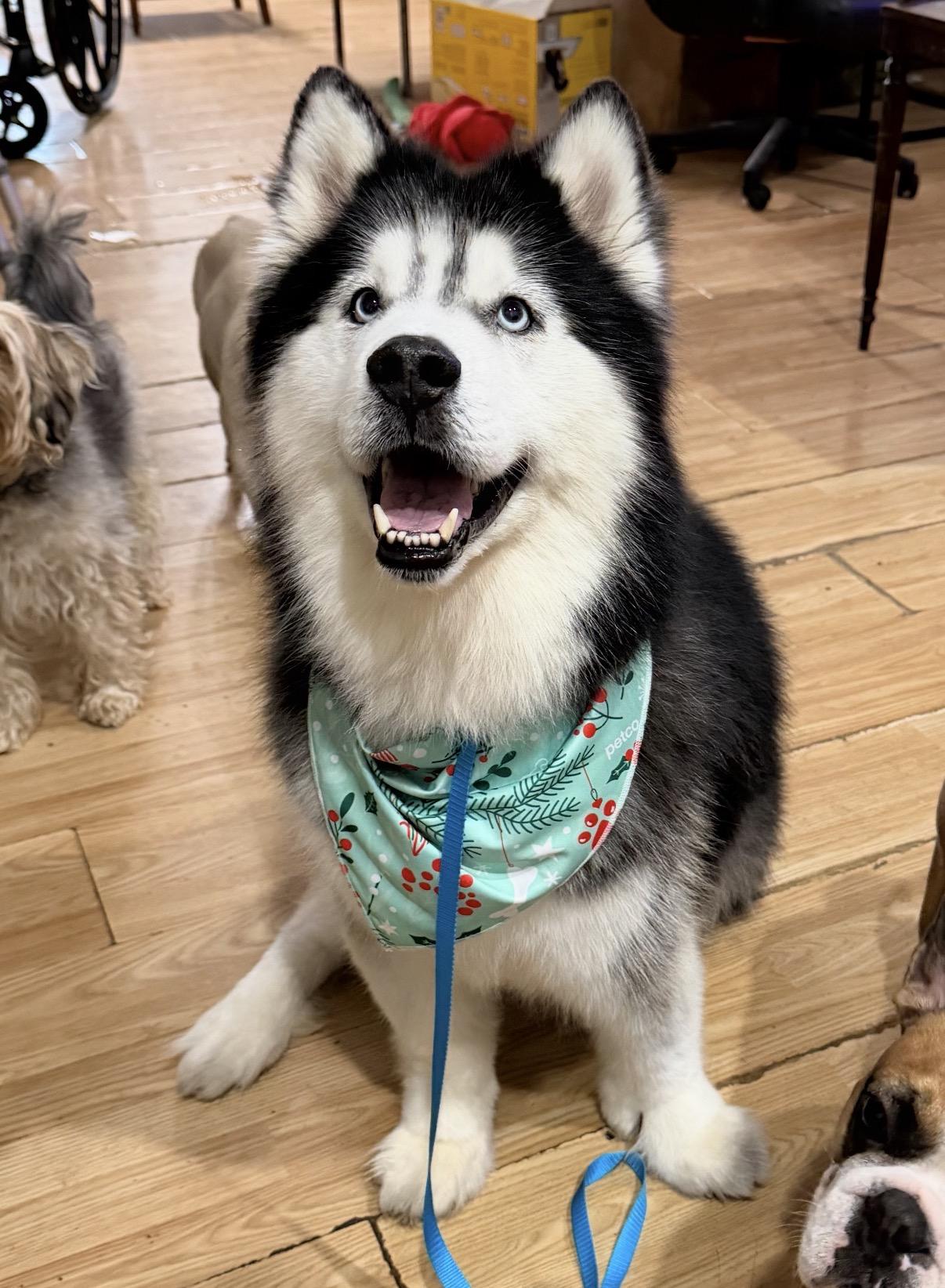 Wally, ADOPTABLE, Senior Male Alaskan Malamute & Husky.