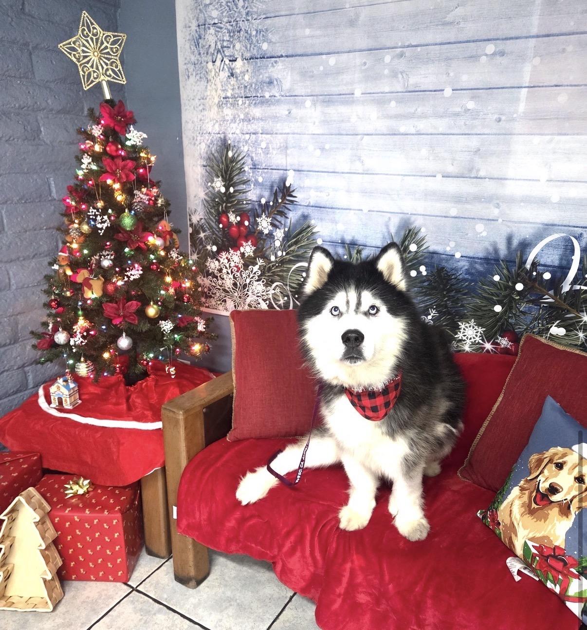 Wally, a ADOPTABLE mixed breed in Tarzana, CA image 3/4