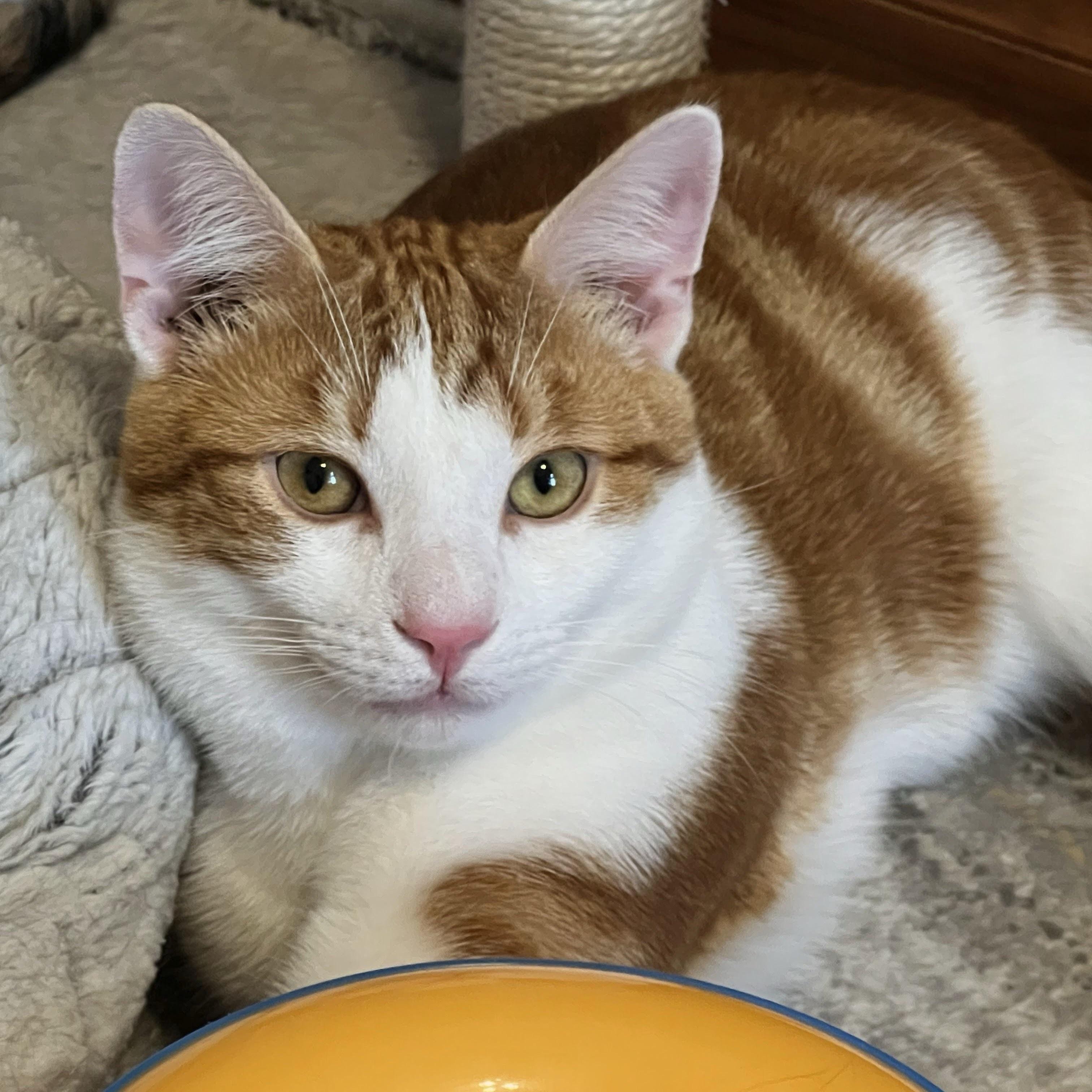 Enlarge Freddy Mercury, a Adoptable Domestic Short Hair in Allentown, NJ image 4/5