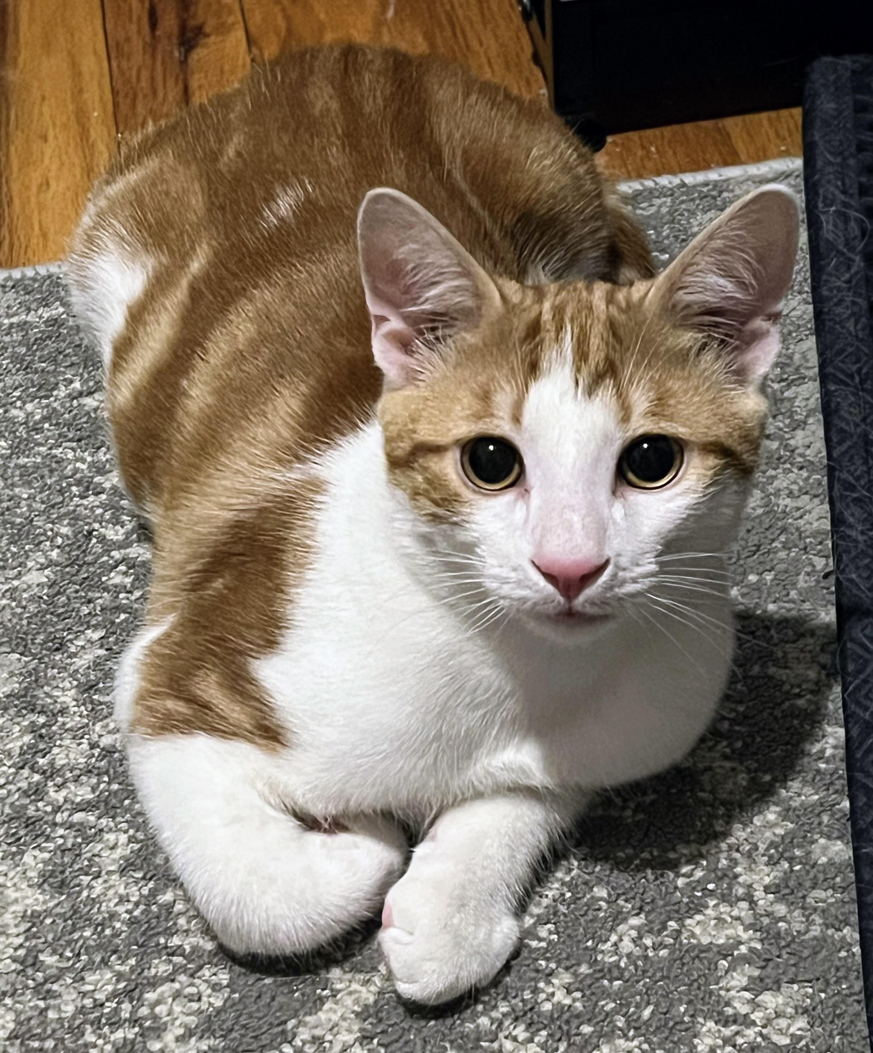 Enlarge Freddy Mercury, a Adoptable Domestic Short Hair in Allentown, NJ image 2/5