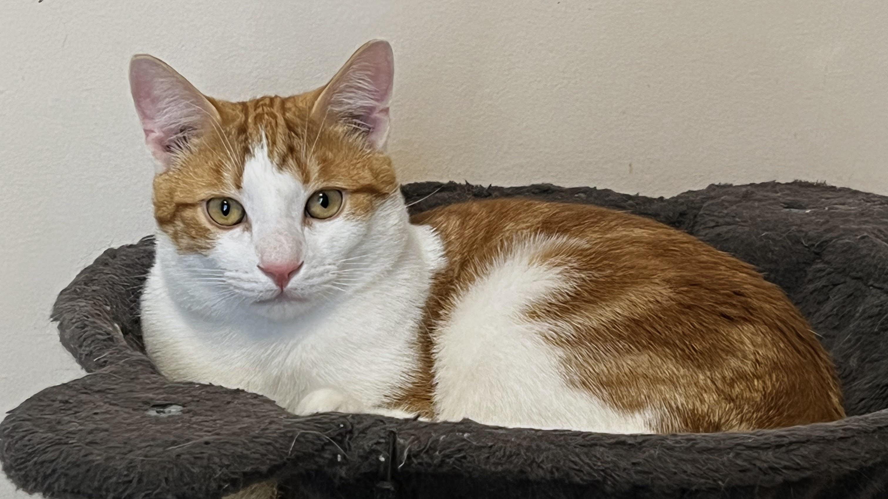 Enlarge Freddy Mercury, a Adoptable Domestic Short Hair in Allentown, NJ image 5/5