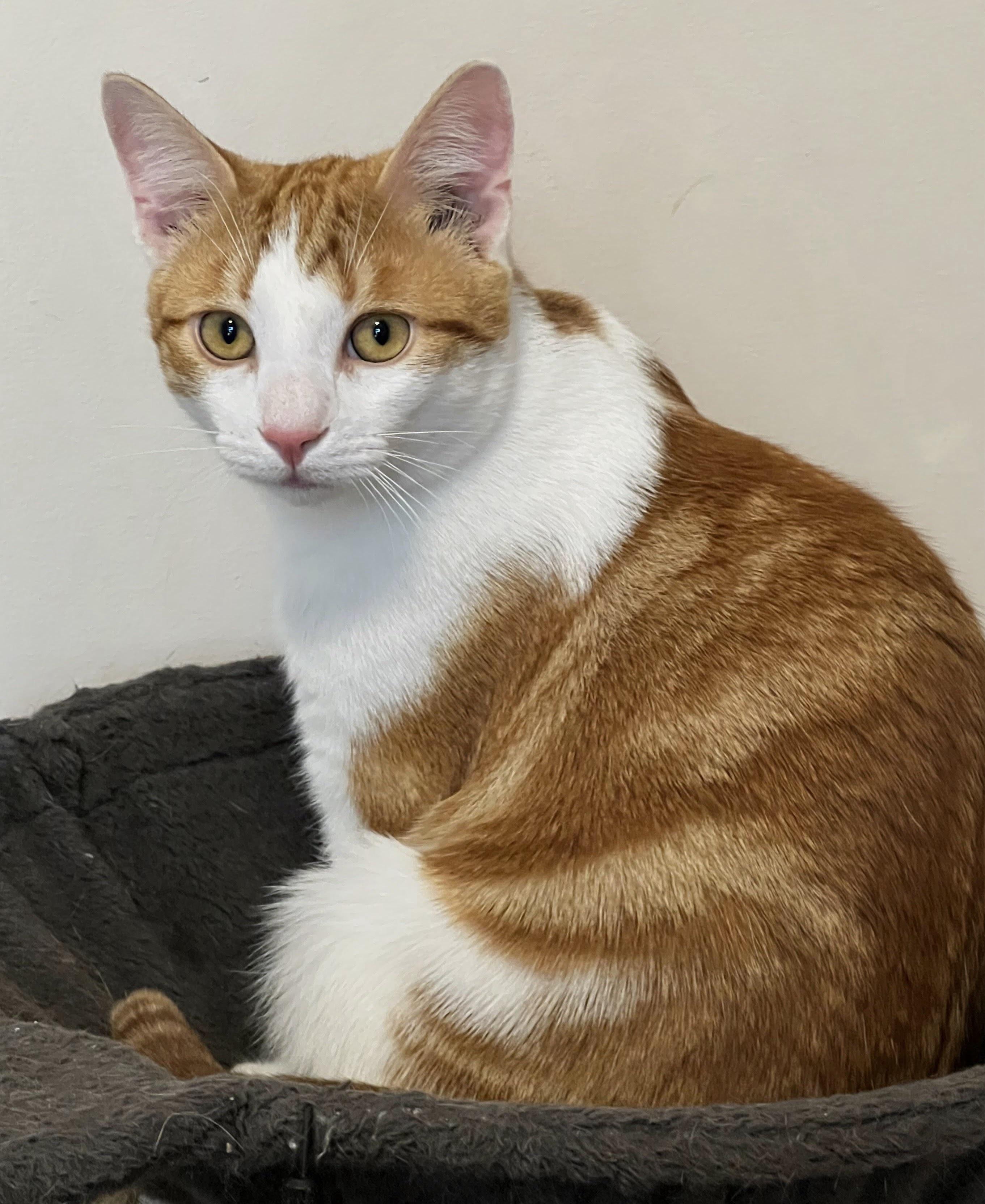 Enlarge Freddy Mercury, a Adoptable Domestic Short Hair in Allentown, NJ image 1/5