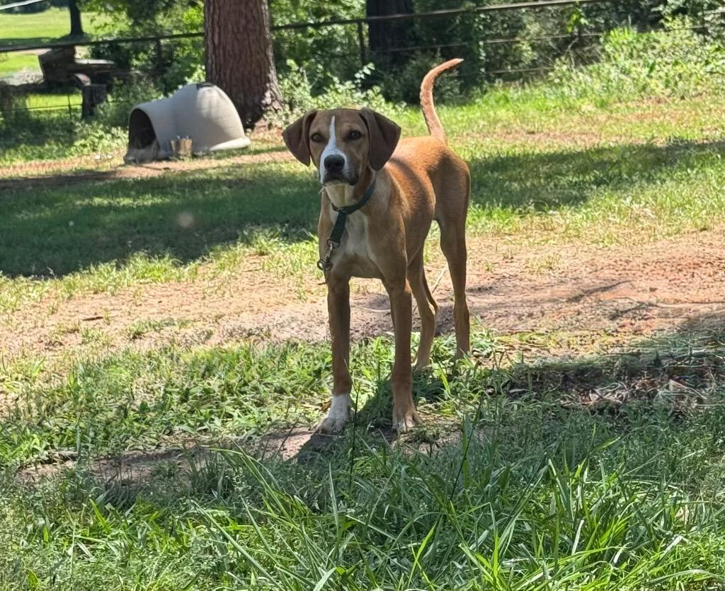Copper, Adoptable, Puppy Male Hound & Mixed Breed.