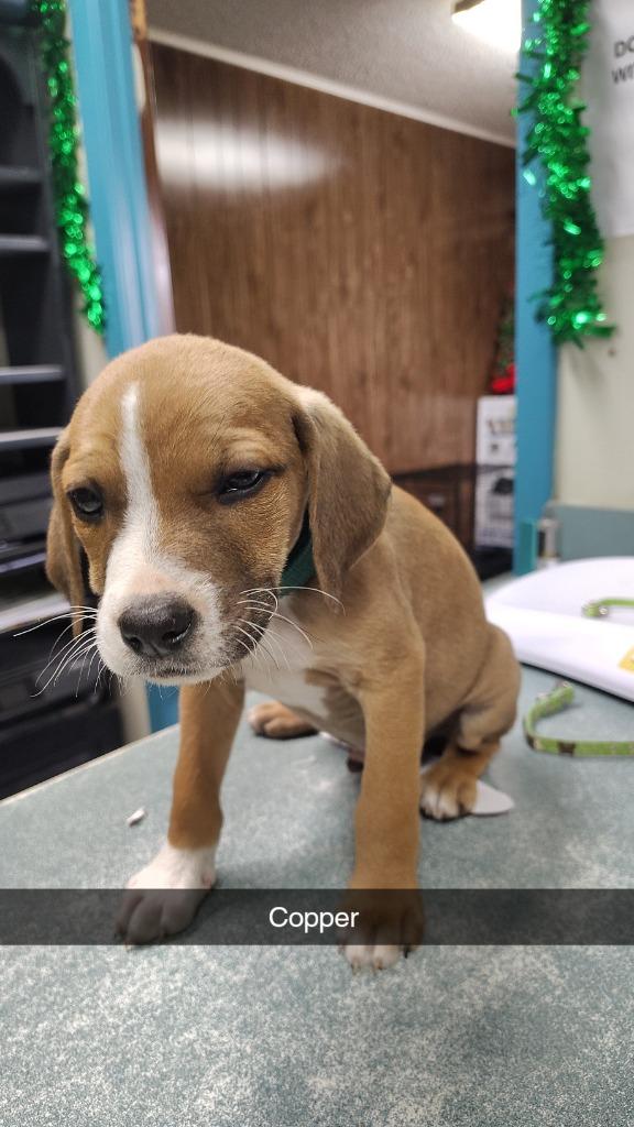 Enlarge Copper, a Adoptable mixed breed in Center, TX image 1/1