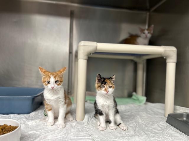 Enlarge Chiffon-ON HOLD, a Adopted Calico in Bloomingdale, NJ image 1/5