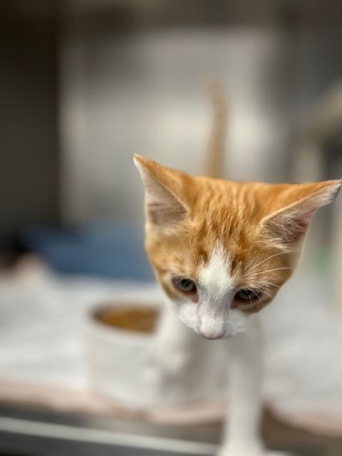 Enlarge Chiffon-ON HOLD, a Adopted Calico in Bloomingdale, NJ image 2/5