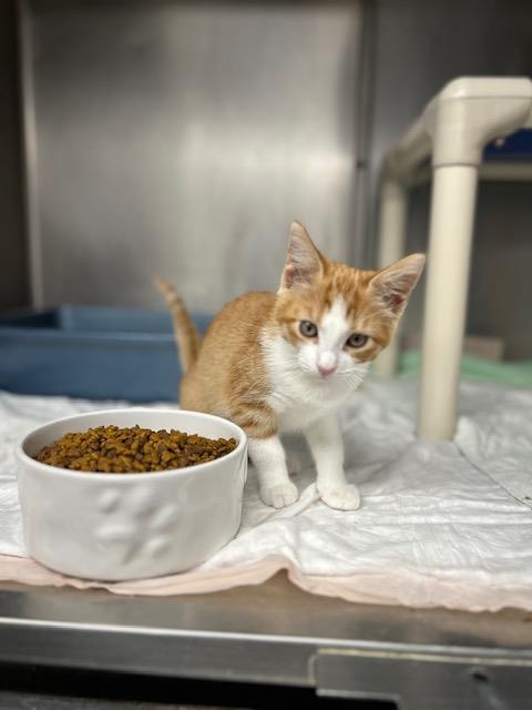 Enlarge Chiffon-ON HOLD, a Adopted Calico in Bloomingdale, NJ image 4/5