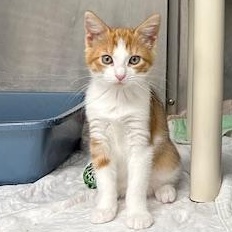 Enlarge Chiffon-ON HOLD, a Adopted Calico in Bloomingdale, NJ image 5/5