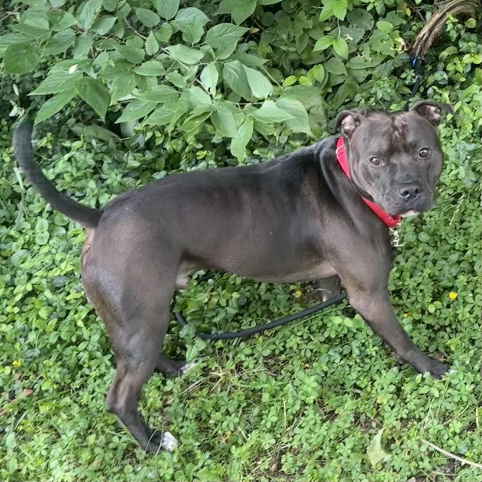 Frank the Tank photo 5