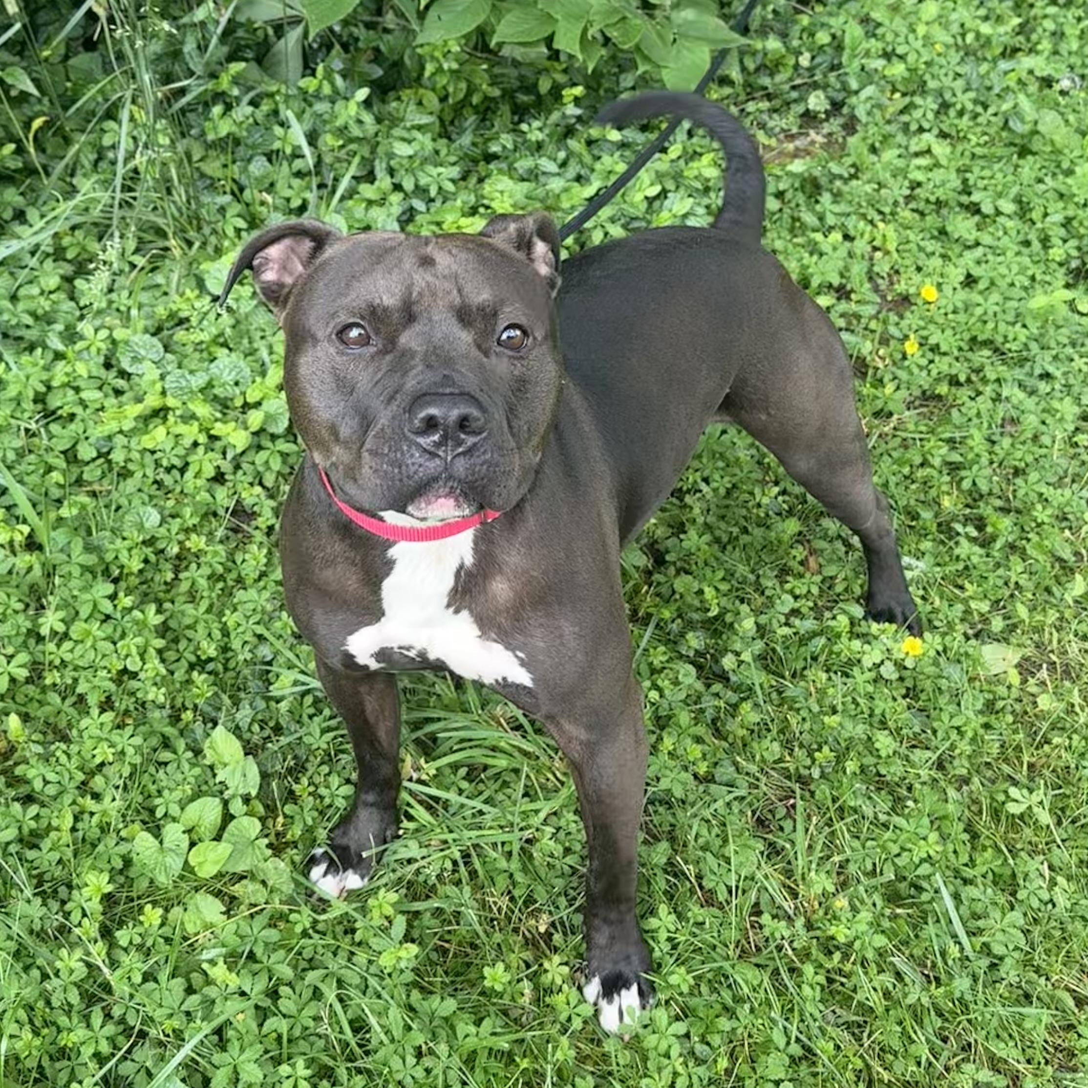 Frank the Tank photo 4