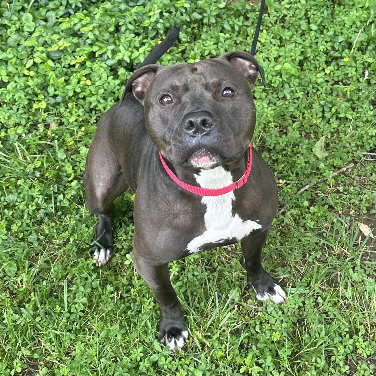 Frank the Tank photo 3