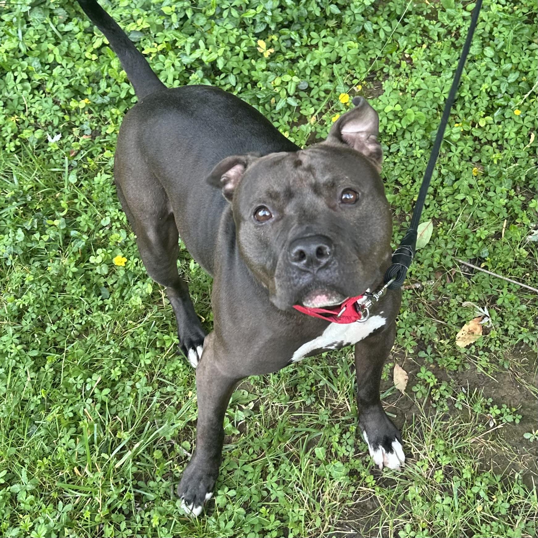 Frank the Tank, Adult Male Pit Bull Terrier