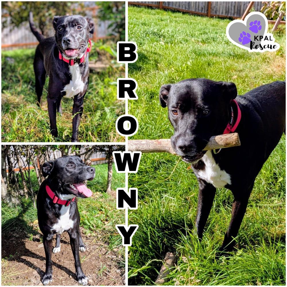 Enlarge Browny (- Grease Litter), a Adoptable mixed breed in Kenai, AK image 3/3