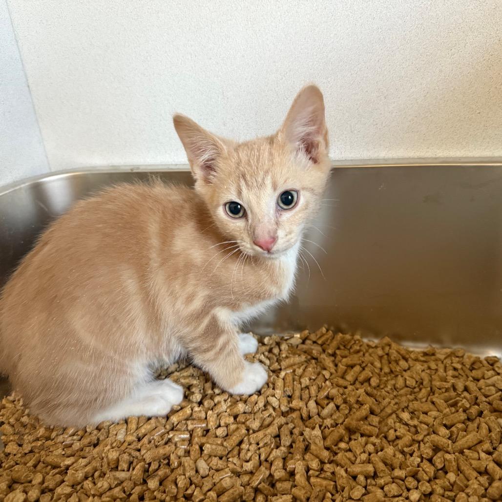 Enlarge Atlas 031703A, a Adoptable Domestic Short Hair in Amory, MS image 1/1
