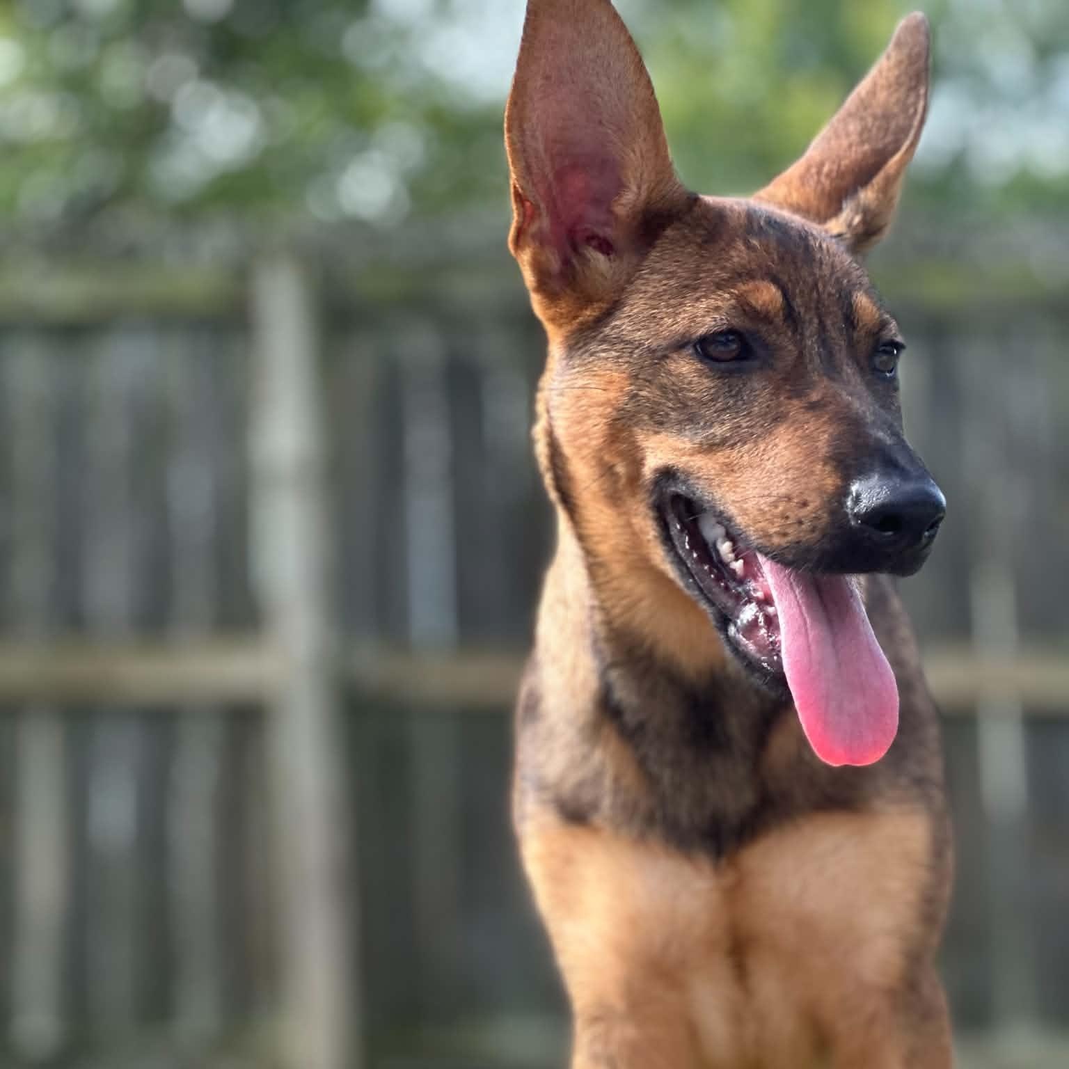 Mica, a Adoptable mixed breed in O'Fallon, MO image 1/6