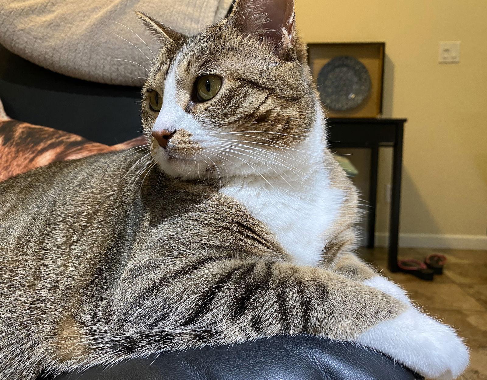 mimi, Adoptable, Adult Female Tabby & Domestic Short Hair.