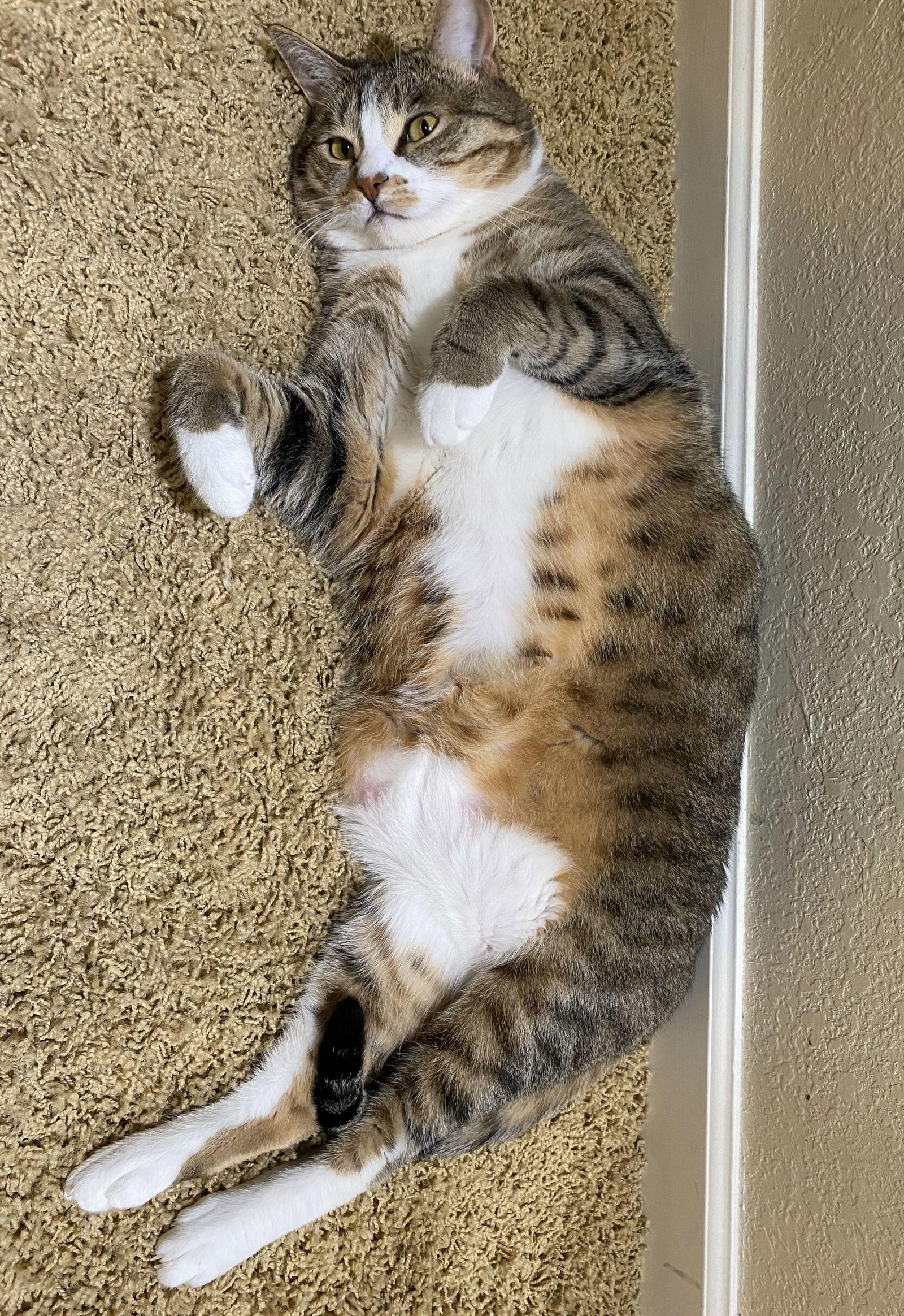 Enlarge mimi, a Adoptable mixed breed in San Jose, CA image 2/3