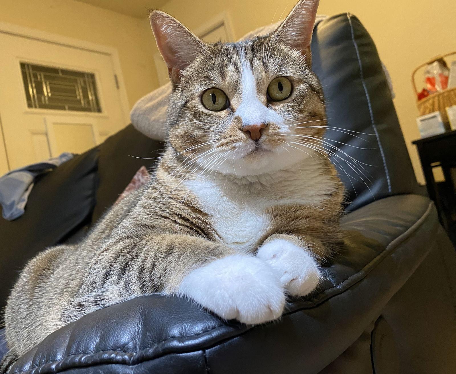 Enlarge mimi, a Adoptable mixed breed in San Jose, CA image 3/3