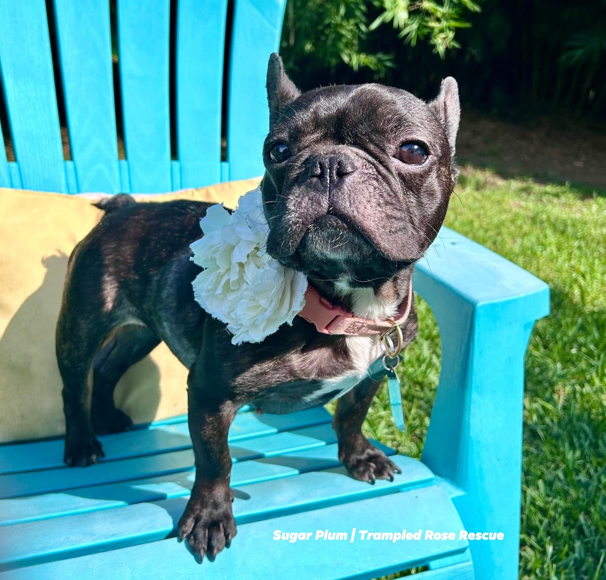 Sugar Plum, Adoptable, Young Female French Bulldog.
