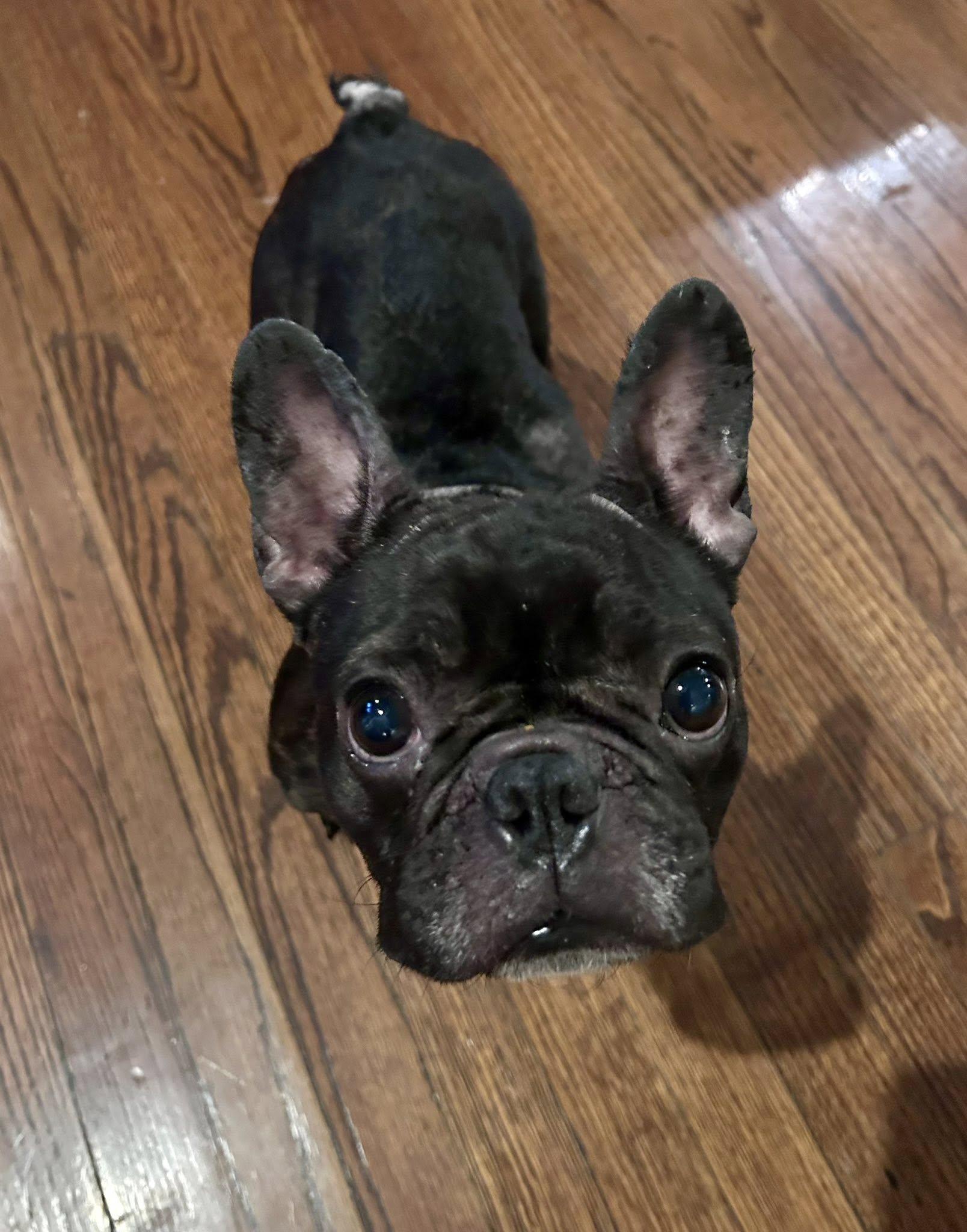 Enlarge Sugar Plum, an adopted French Bulldog in New Orleans, LA image 3/5