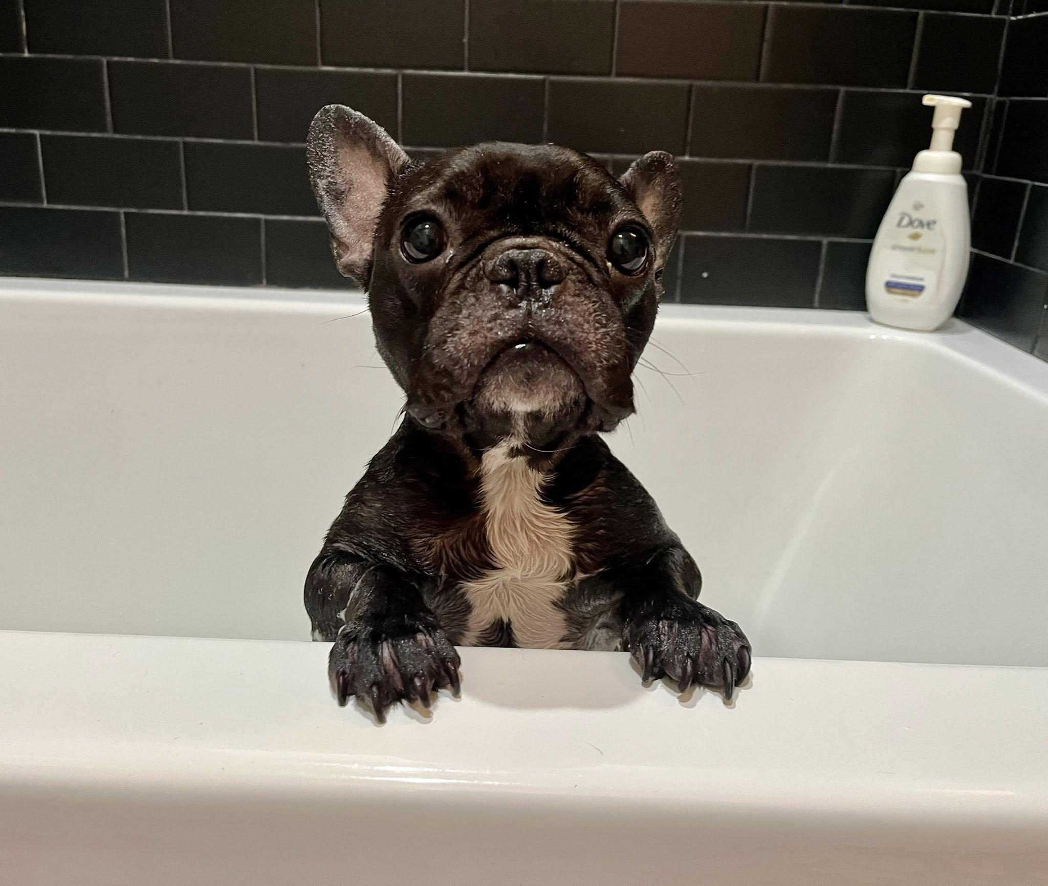 Enlarge Sugar Plum, an adopted French Bulldog in New Orleans, LA image 4/5