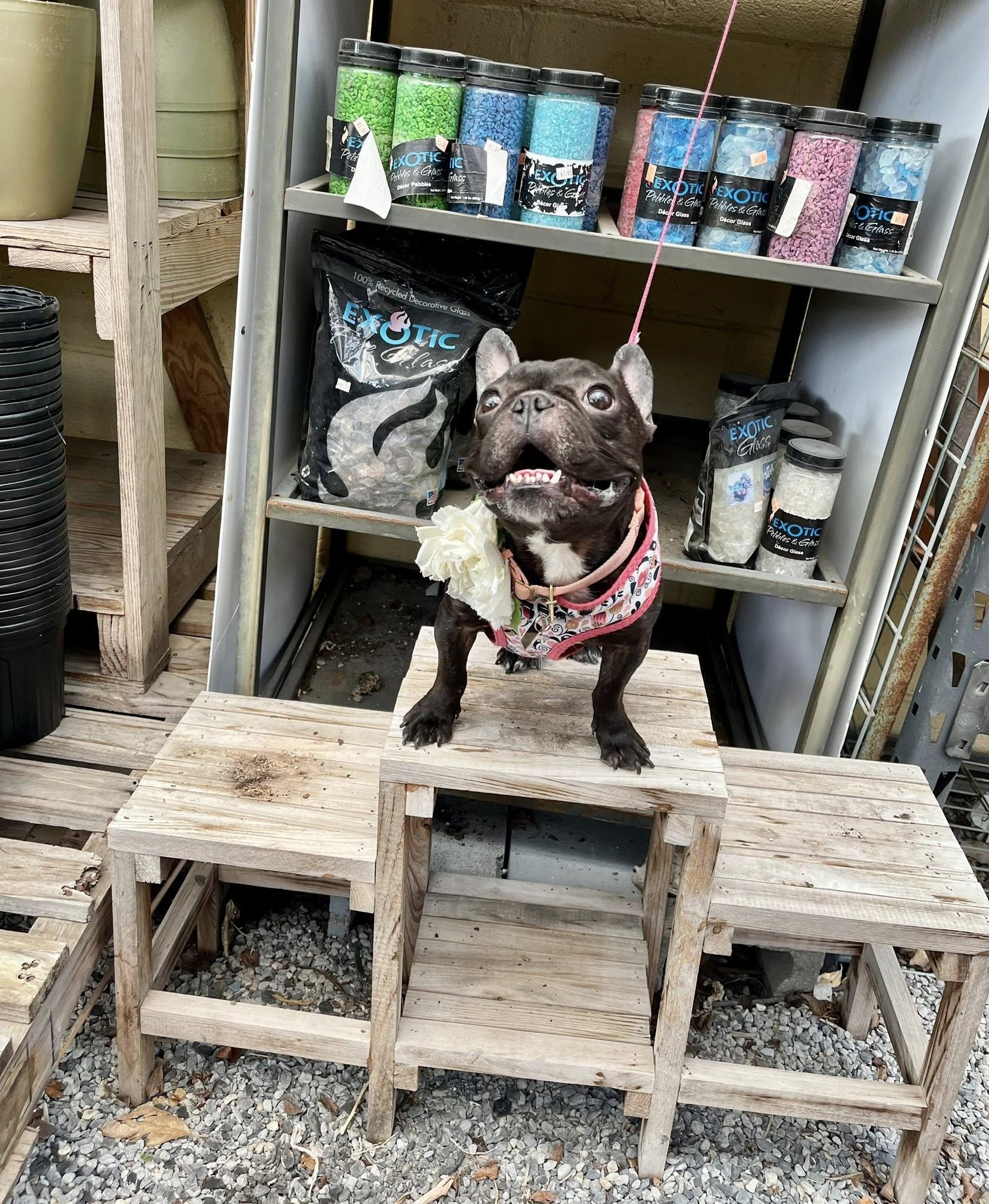 Enlarge Sugar Plum, an adopted French Bulldog in New Orleans, LA image 5/5