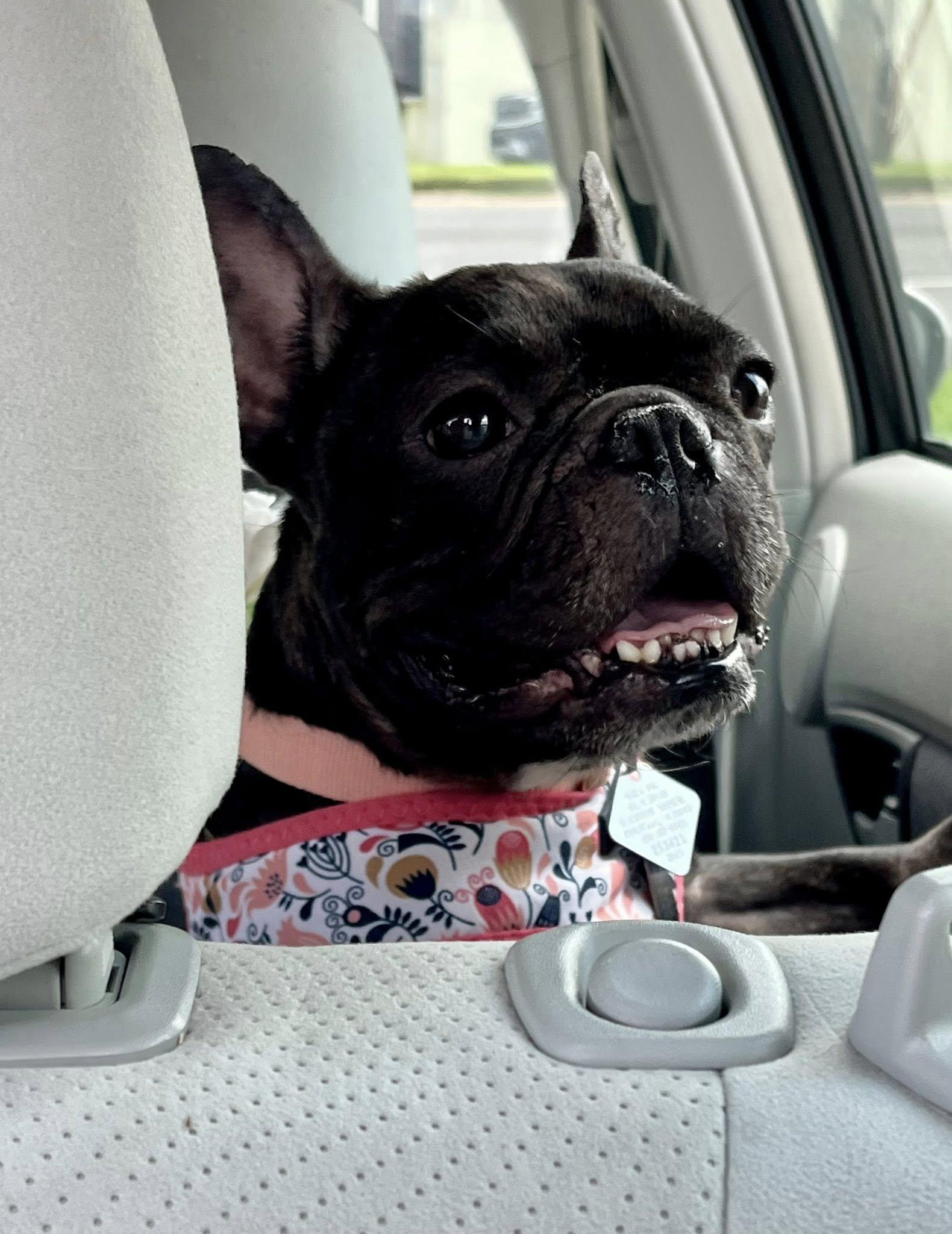 Enlarge Sugar Plum, an adopted French Bulldog in New Orleans, LA image 2/5