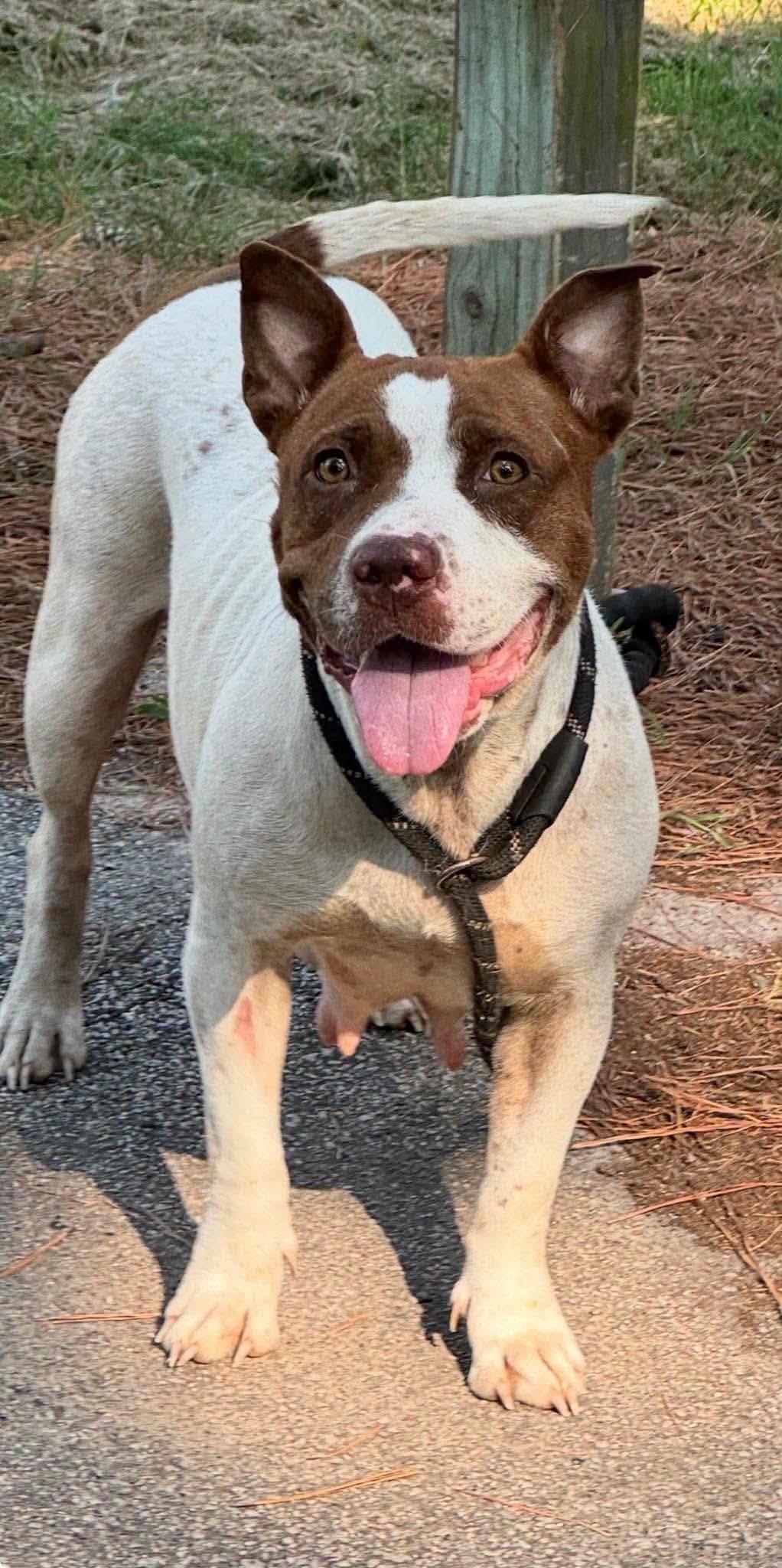 Gabby, Adoptable, Young Female Pit Bull Terrier.