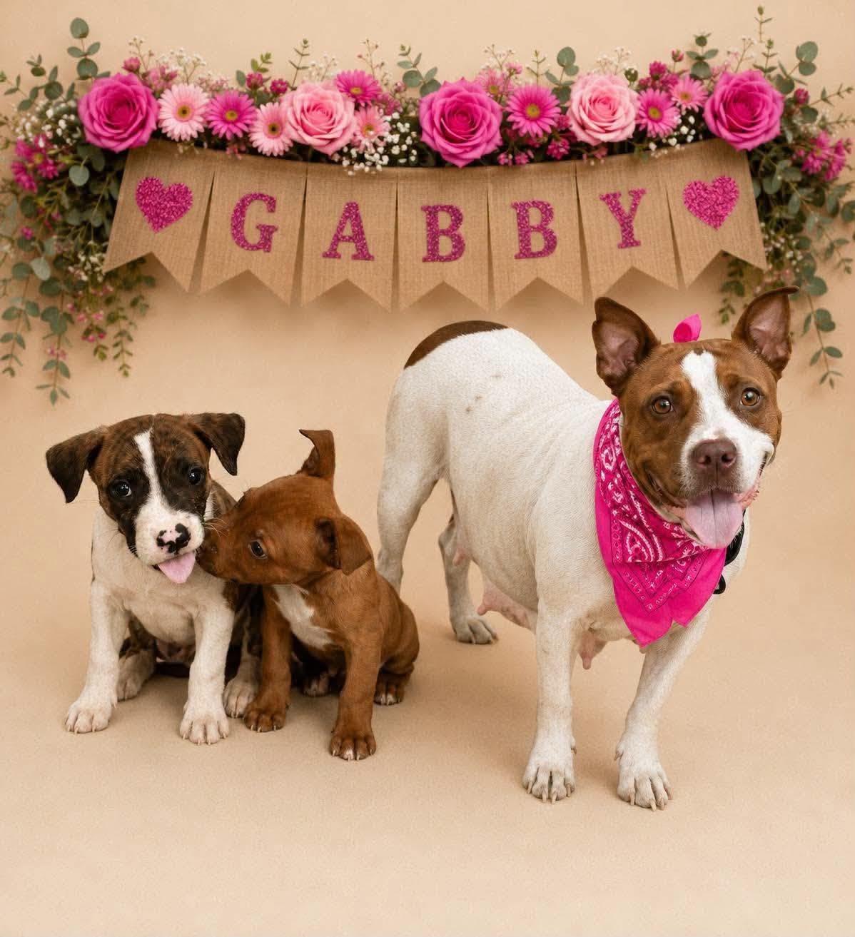 Enlarge Gabby, a Adoptable Pit Bull Terrier in Shillington, PA image 2/3