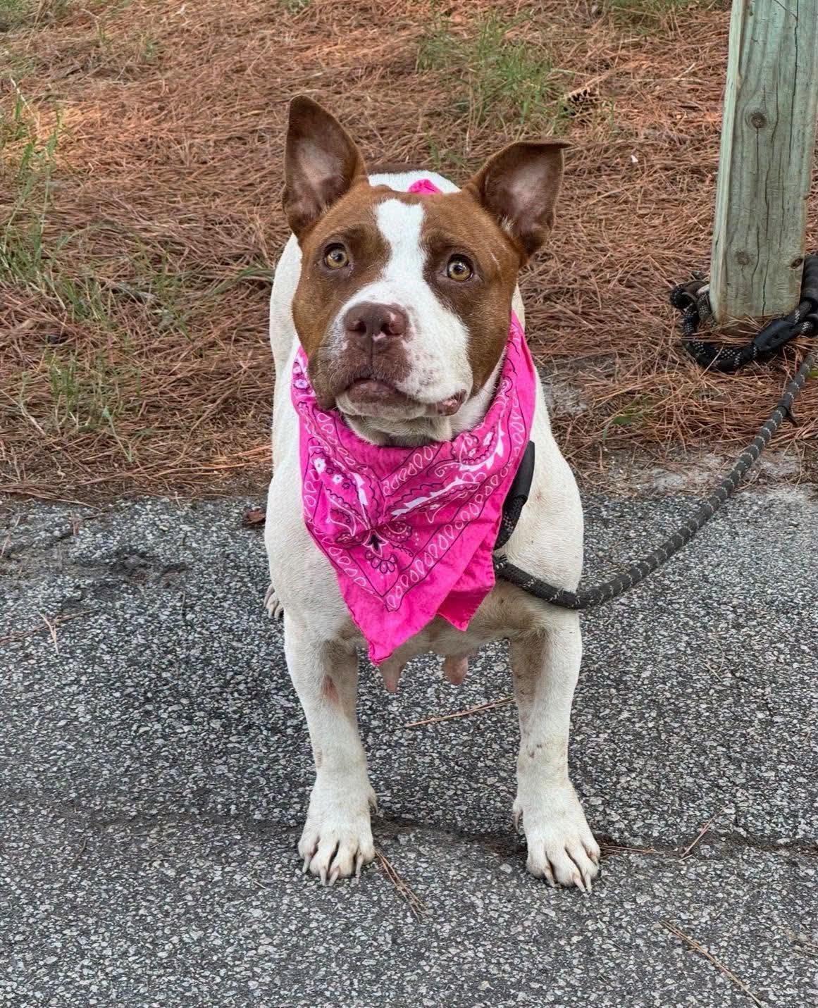 Enlarge Gabby, a Adoptable Pit Bull Terrier in Shillington, PA image 3/3