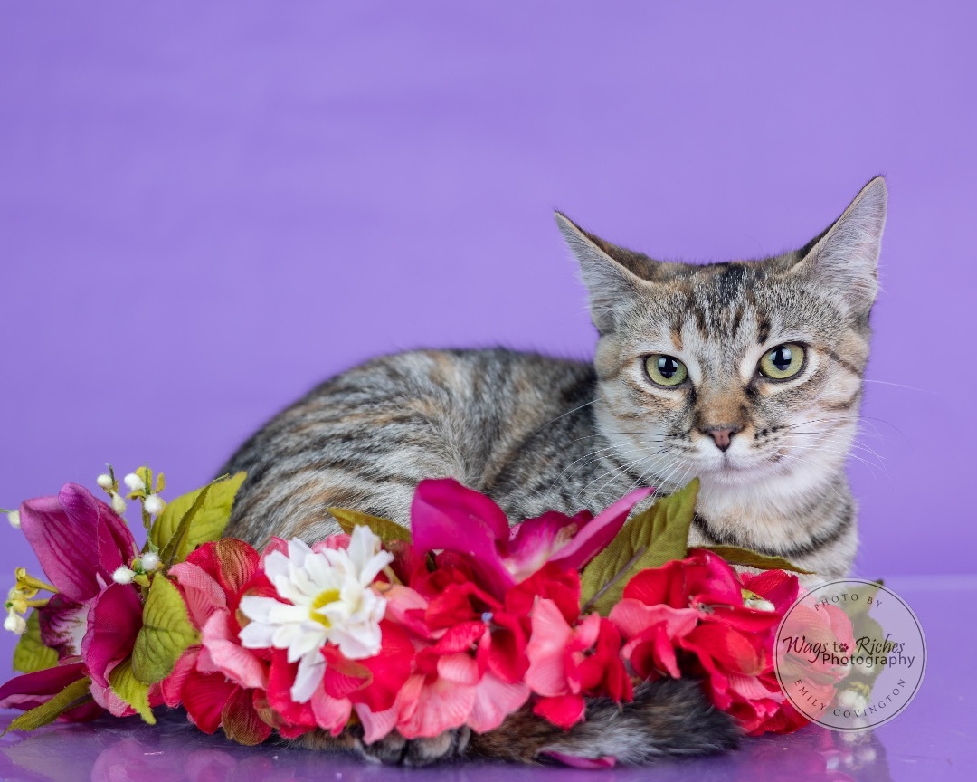 Angel, a Adoptable mixed breed in Carlisle, PA image 2/4