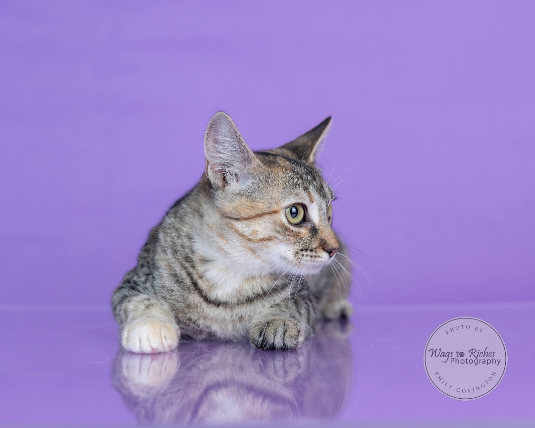 Angel, Adoptable, Kitten Female Domestic Short Hair & Tabby.